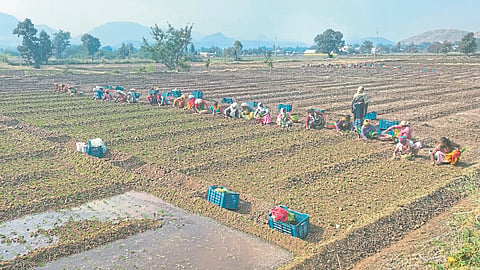 Onion Cultivation