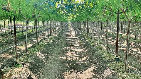 Vineyard Management 