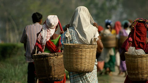 Agriculture 