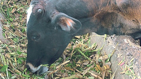 Milch Cattle 