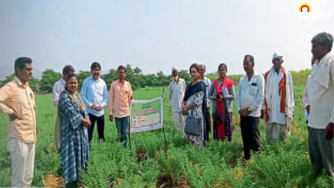 Chana Crop
