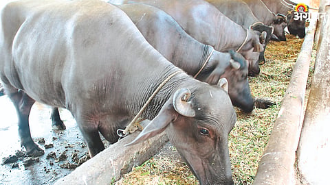 Animal Feed