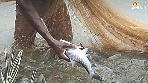 Fish Farming with paddy farming