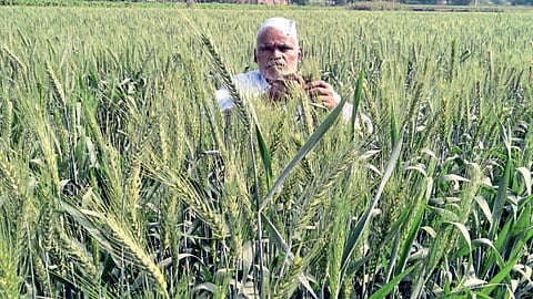 Wheat Crop