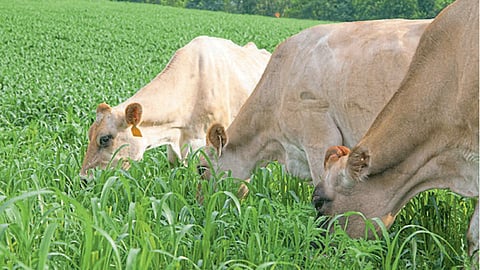 Animal Poisoning 