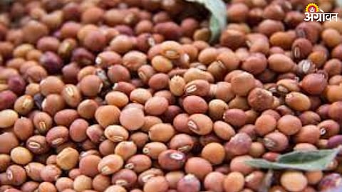 Pulses Market