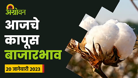 Cotton Rate