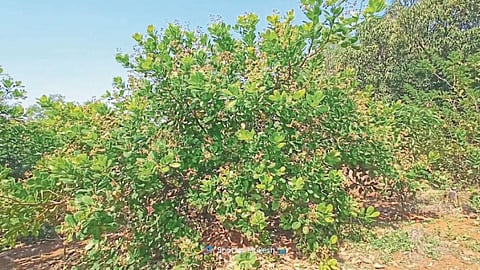 Cashew Crop