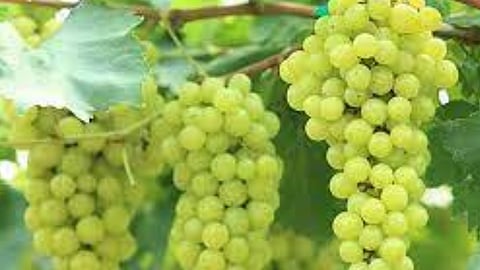 Grape Broker