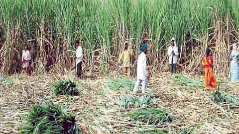 Sugarcane Worker
