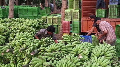 Banana Export