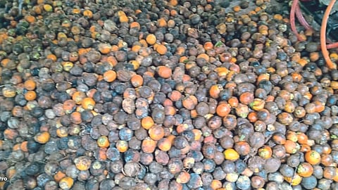 Areca Nut Fruit Fall
