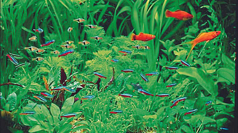 Aquatic Plants : शोभिवंत मत्स्यालयातील जलीय वनस्पती