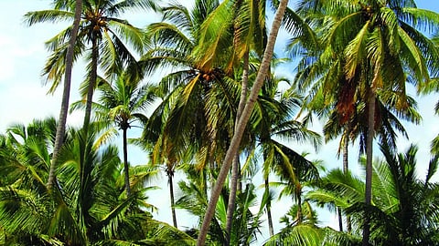 Coconut Farming