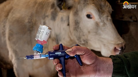 Animal vaccination