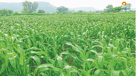 Sorghum Cultivation