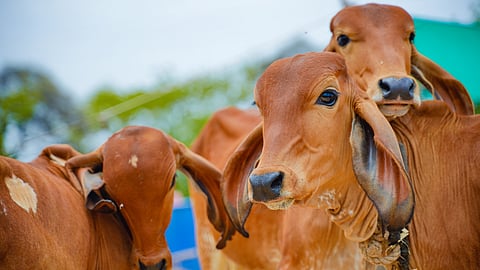 Desi Cow