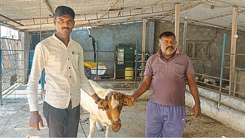 Goat Farming 