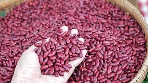 Rajma Cultivation