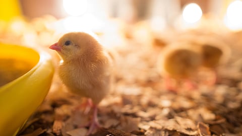 Broiler Chicks 