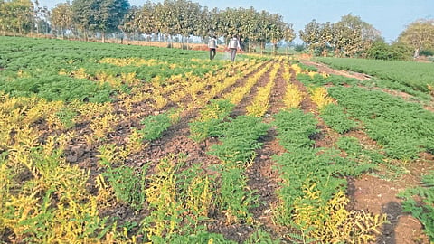 Chana Disease 