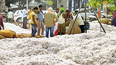 Cotton Market