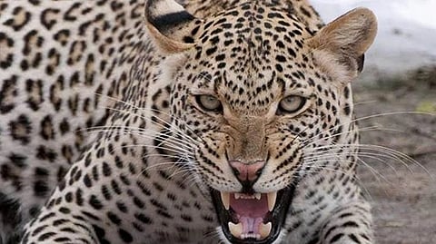 Leopard Terror