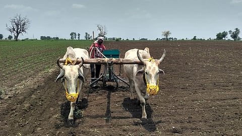 Food Production
