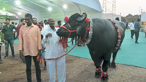 Gajendra Bufffalo