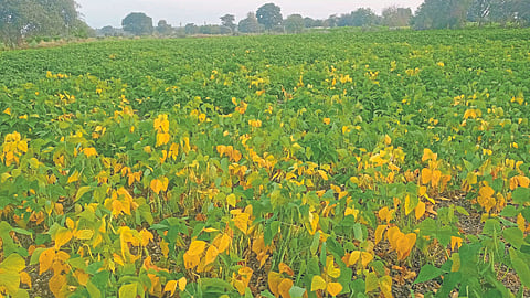 Yellow Mosaic On Rajma