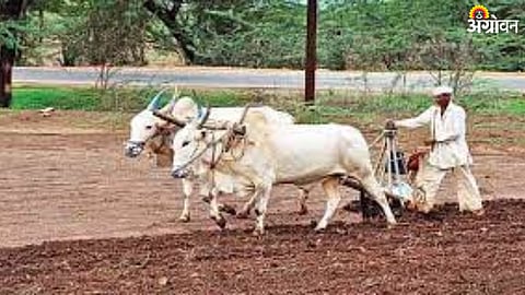 Farmer