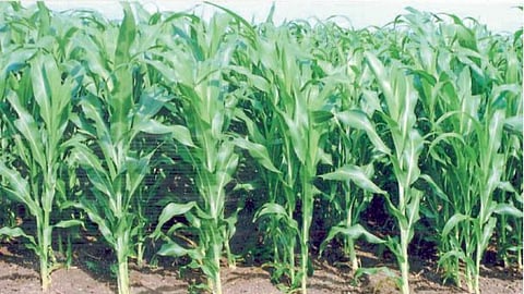 Maize Pest