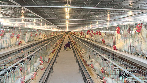 Poultry Farming Industry