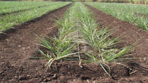 Sugarcane Cultivation
