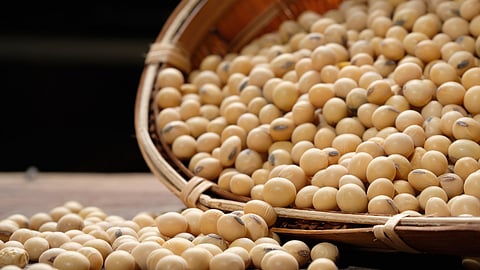 Soybean Market News