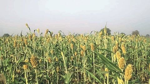 Rabbi Jowar Area