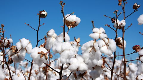 Cotton 