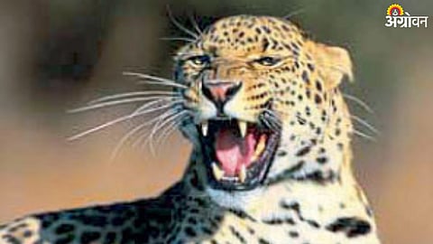 Leopard Attack in Pune