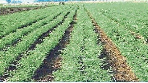 Chana Sowing