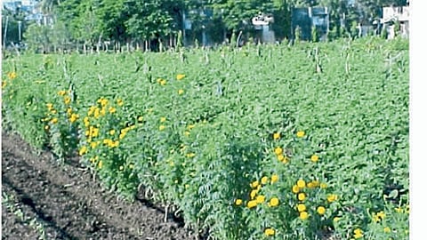 Organic Farming
