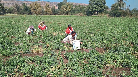 Matar Agrowon 