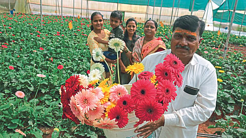 Gerbera Flower Farming 