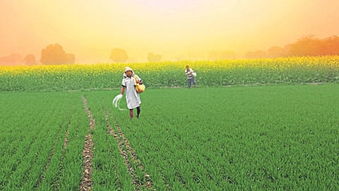 Indian Farming