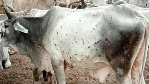 lumpy skin disease in mira bhayandar