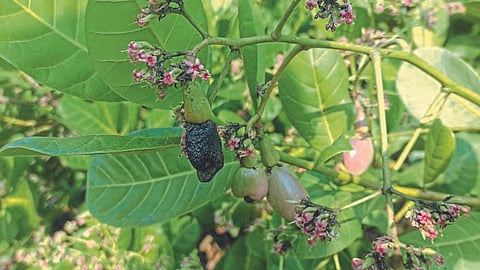 Cashew Crop 