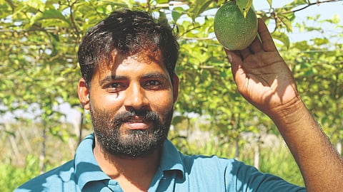 Passion Fruit 