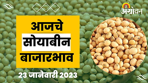 Soybean Rate 