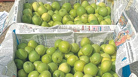 Appleberry 