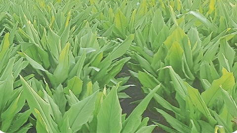 Turmeric Crop