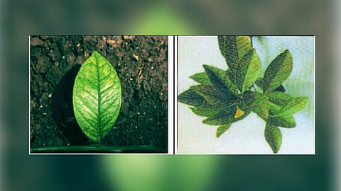 Micronutrient Deficiency